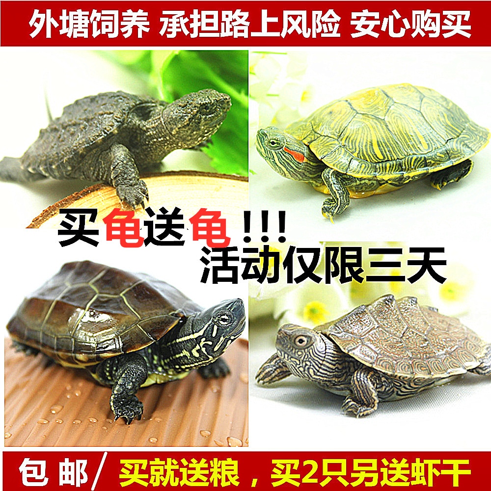 Little Turtle living thing Pet turtle Brazil Hatchlings China Tortoise Lucky Turtle Color turtle Small snapper Map Gold turtlein the Pet/Pet food and supplies , Aqua World , Turtle/Turtle category - from Buy2taobao.com to provide professional Taobao agent buy service