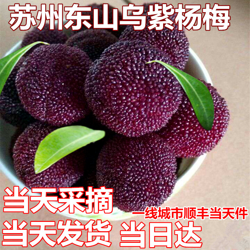 现货苏州东山乌紫杨梅新鲜采摘水果5斤装PK仙居东魁宁波慈溪杨梅在类目 水产肉类/新鲜蔬果/熟食, 新鲜水果, 其它中 - 来自Buy2taobao.com提供专业的淘宝代购服务