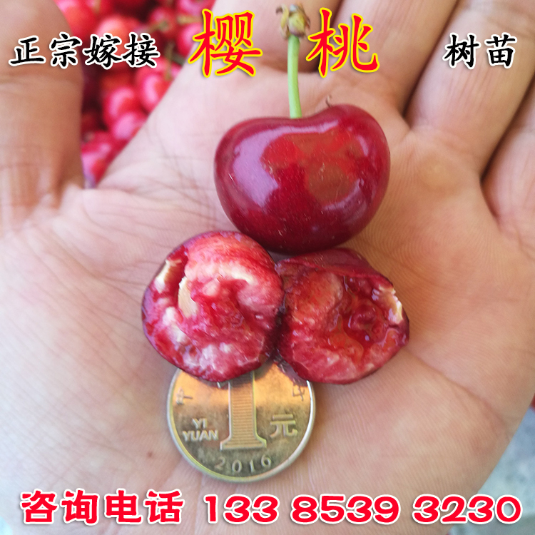 樱桃苗樱桃树苗矮化车厘子樱桃苗地栽盆栽嫁接苗庭院南方北方种植|msdalam kategori penghantaran bunga/bunga simulasi/tumbuhan berkebun, 花园植物/行道树/果树, 果树 - dari Buy2taobao.com untuk memberikan perkhidmatan ejen Taobao profesional membeli