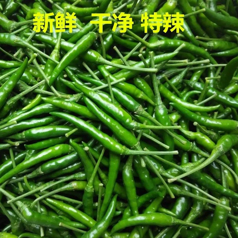 新鮮青辣椒蔬菜農家自種青小米椒超辣辣椒泡椒現摘朝天椒5斤包郵在類目 水產肉類/新鮮蔬果/熟食, 新鮮蔬菜/蔬菜製品, 新鮮蔬菜, 其它中 - 來自Buy2taobao.com提供專業的淘寶代購服務