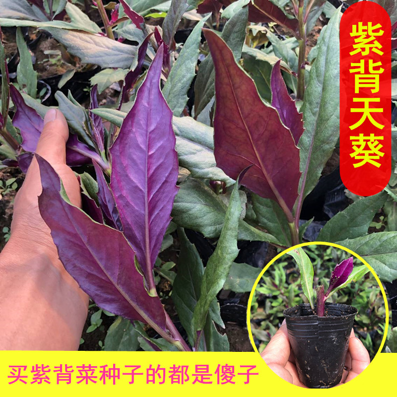 紫背菜 菜种紫背菜紫背天葵苗紫背菜种籽血皮菜 观音菜紫背菜种。在类目 鲜花速递/花卉仿真/绿植园艺, 花卉/蔬果/草坪种子(新), 家庭园艺种子中 - 来自Buy2taobao.com提供专业的淘宝代购服务