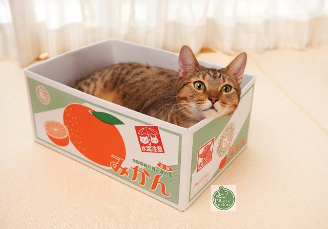 阿德家 日本进口正版非山寨 高品质瓦楞纸猫抓板猫窝猫房子猫玩具在类目 宠物/宠物食品及用品, 猫/狗玩具, 猫抓板中 - 来自Buy2taobao.com提供专业的淘宝代购服务