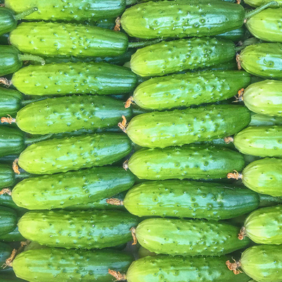 小黄瓜水果黄瓜新鲜5斤小青瓜东北旱海阳白玉生吃10山东农家蔬菜