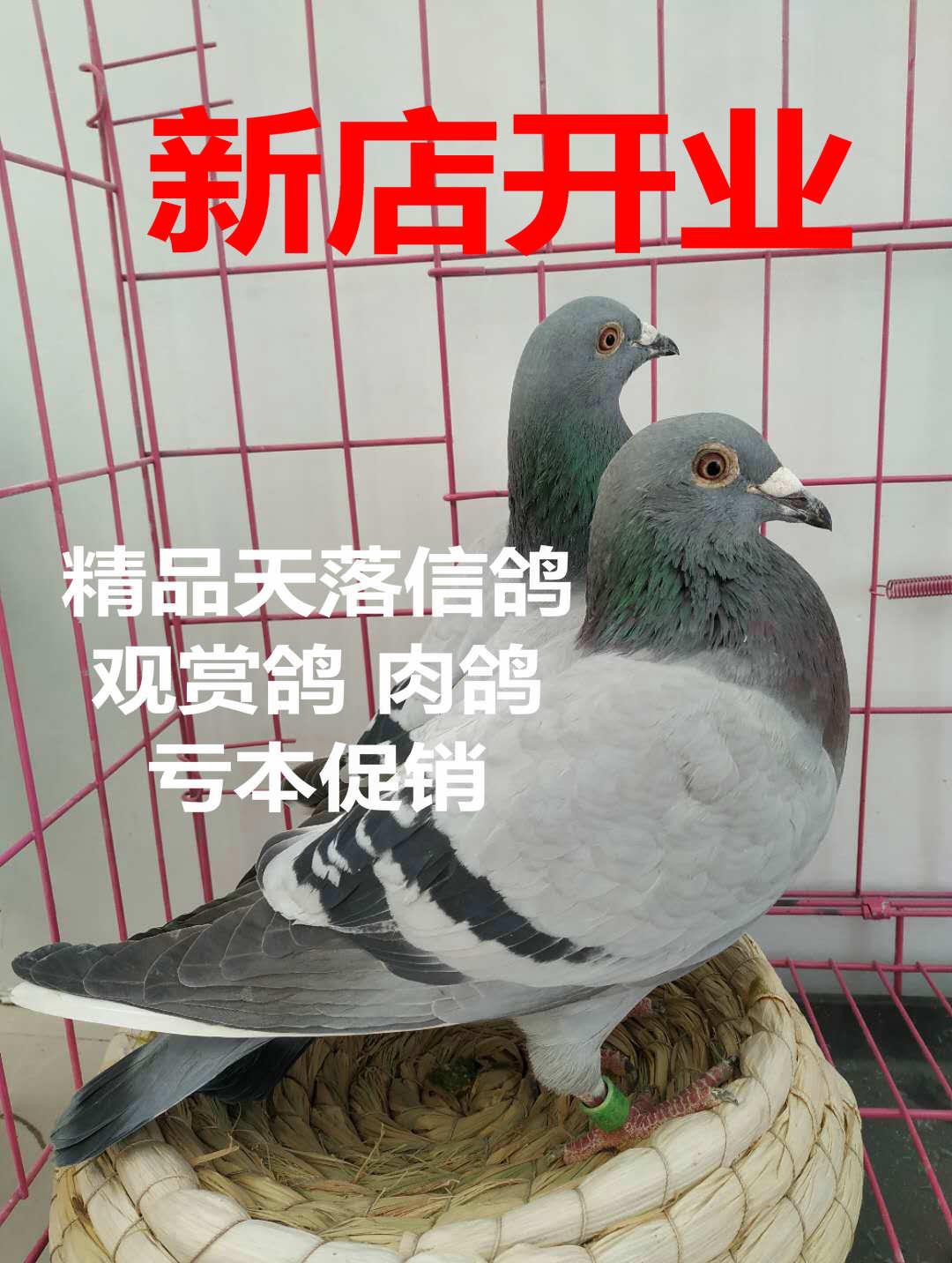 天落信鸽赛鸽观赏鸽淑女鸽肉鸽下蛋鸽子活体包邮原配种鸽青年鸽|msdalam kategori haiwan peliharaan/makanan haiwan dan bekalan, Burung dan bekalan, burung - dari Buy2taobao.com untuk memberikan perkhidmatan ejen Taobao profesional membeli