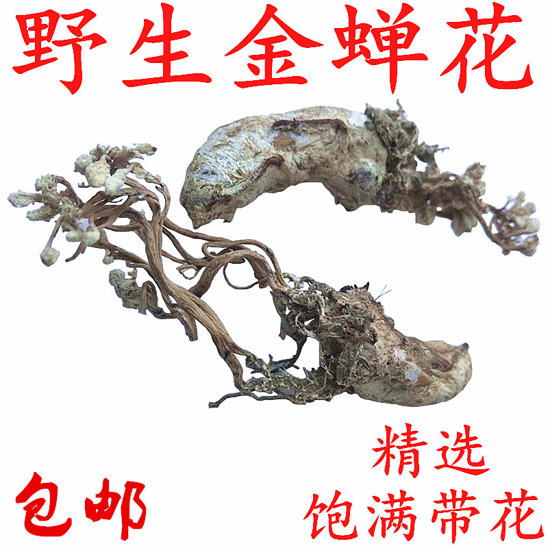 新貨2018年250g正品大別山野生金蟬花竹林金蠶花知了花蟲草可打粉在類目 傳統滋補營養品, 其他傳統滋補品, 金蟬花中 - 來自Buy2taobao.com提供專業的淘寶代購服務