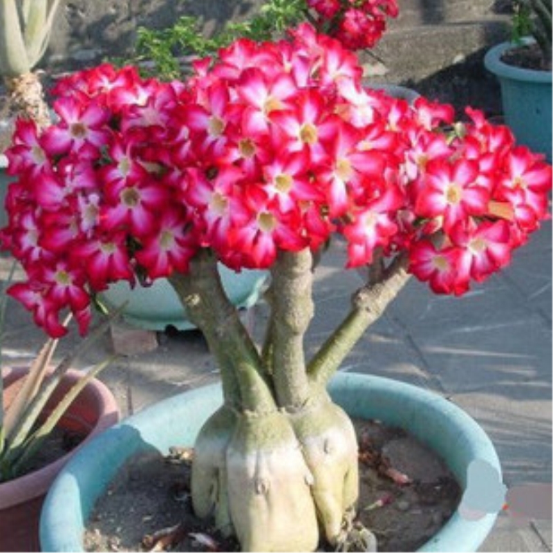 沙漠玫瑰室内观叶观花植物耐阴花卉多肉桌面绿植盆栽好养当年开花在类目 鲜花速递/花卉仿真/绿植园艺, 花卉/绿植盆栽(新), 花卉中 - 来自Buy2taobao.com提供专业的淘宝代购服务