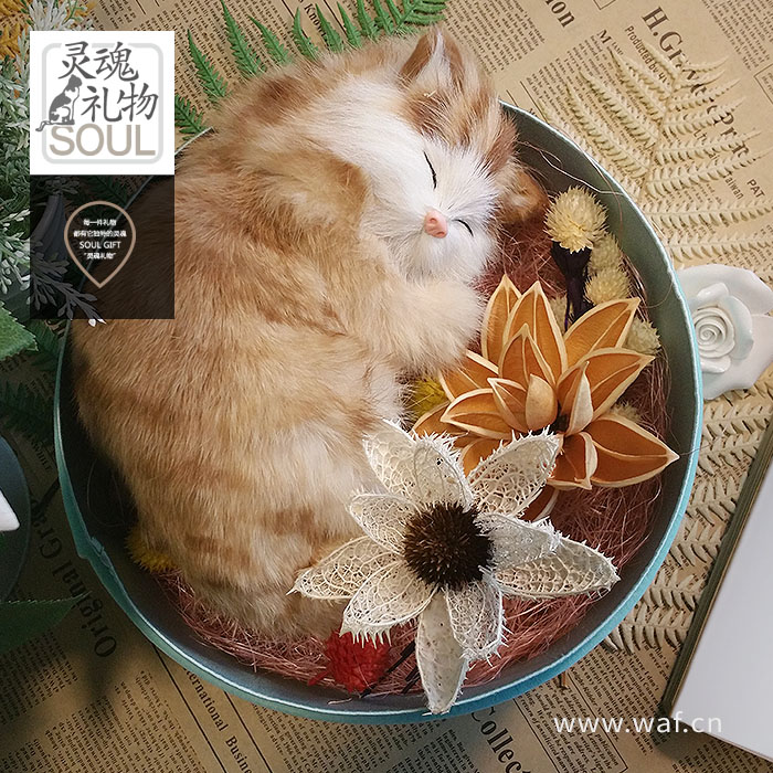 灵魂礼物猫咪的晚安可爱暖心女朋友闺蜜文艺生日礼物女生520橘猫|ruв категории фестиваль товаров/подарок, Другие фестивали товаров - от Buy2taobao.com для оказания профессиональной услуги покупки агента Taobao
