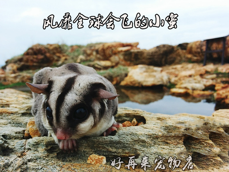 澳洲蜜袋鼯活体小飞鼠小蜜袋鼠粘人蜜袋鼬小型宠物抖音会飞的老鼠在类目 宠物/宠物食品及用品, 仓鼠类及其它小宠, 飞鼠中 - 来自Buy2taobao.com提供专业的淘宝代购服务