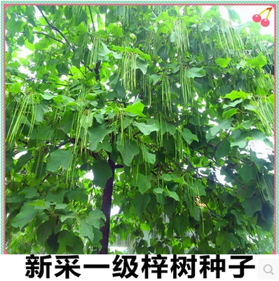 Catalpa seeds Sorbus Water Tong Manchurian Catalpa Gold Tree Sophora japonica Catalposide Catalpa ovis Seeds of Xin Shuin the Office Equipment/Consumables/Related Services , Packaging Equipment/Signs and supplies , Wrapped bags/Bags category - from Buy2taobao.com to provide professional Taobao agent buy service