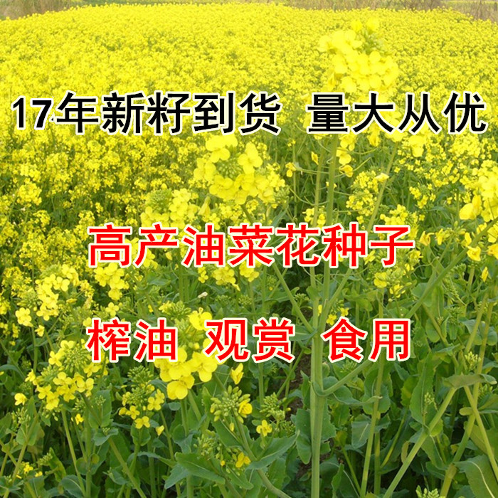油菜籽高产榨油观赏油菜花种子榨油原料菜籽种子非转基因蔬菜在类目 办公设备/耗材/相关服务, 包装设备/标牌及耗材, 包裹袋/编织袋中 - 来自Buy2taobao.com提供专业的淘宝代购服务