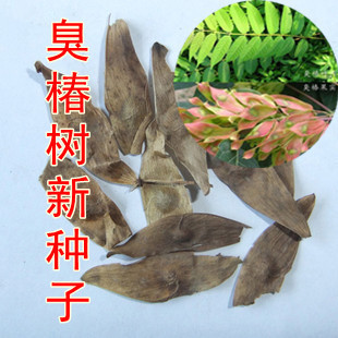 優質香椿種子 林木樹種 臭椿種子 臭椿皮種子 大果臭椿 椿樹種子在類目 電子詞典/電紙書/文化用品, 印刷製品, 其它包裝袋中 - 來自Buy2taobao.com提供專業的淘寶代購服務
