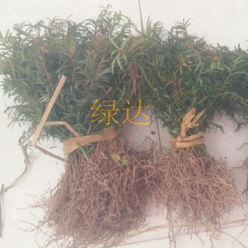 南方红豆杉苗 红豆杉树苗 红豆杉苗 红豆杉盆景 红豆杉露天种植|msdalam kategori penghantaran bunga/bunga simulasi/tumbuhan berkebun, bunga/Tumbuh-tumbuhan tumbuh-tumbuhan pasu (baru), tumbuh-tumbuhan hijau - dari Buy2taobao.com untuk memberikan perkhidmatan ejen Taobao profesional membeli