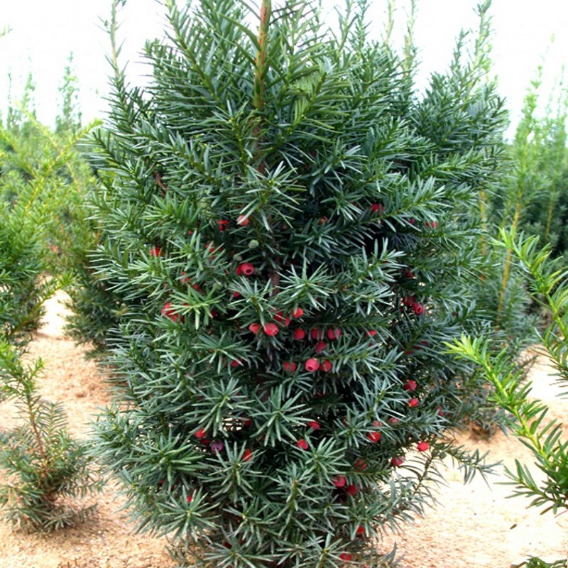 U.S.A Yew bonsai Mandiya Yew bonsai Specifications Complete 8 years Seedlings 88 elementin the Flower delivery/Flowers simulation/Plants gardening , Flowers/Potted plants (New) , Plants category - from Buy2taobao.com to provide professional Taobao agent buy service
