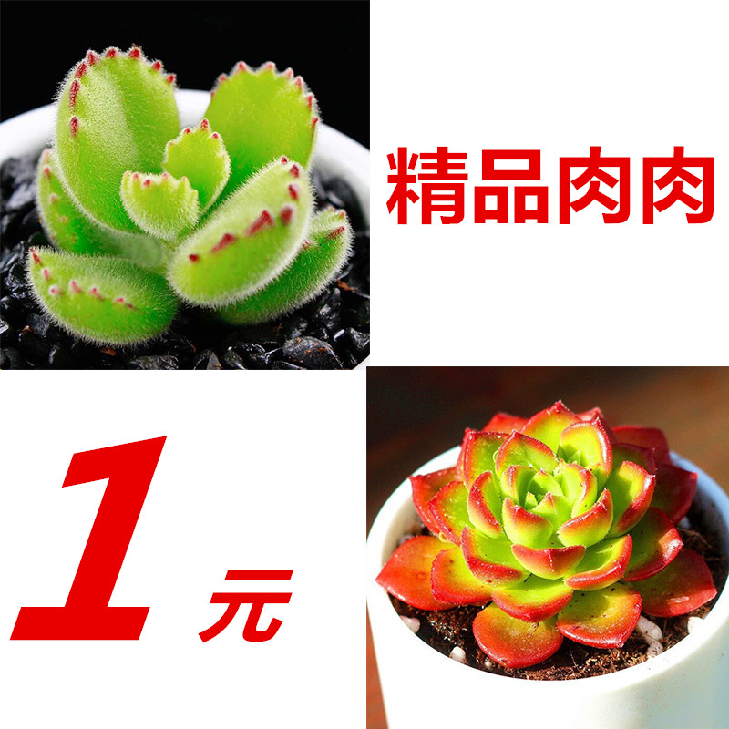 多肉植物新手种植组合绿植盆栽花卉萌肉肉室内盆景防辐射绿植在类目 鲜花速递/花卉仿真/绿植园艺, 花卉/绿植盆栽(新), 多肉植物中 - 来自Buy2taobao.com提供专业的淘宝代购服务