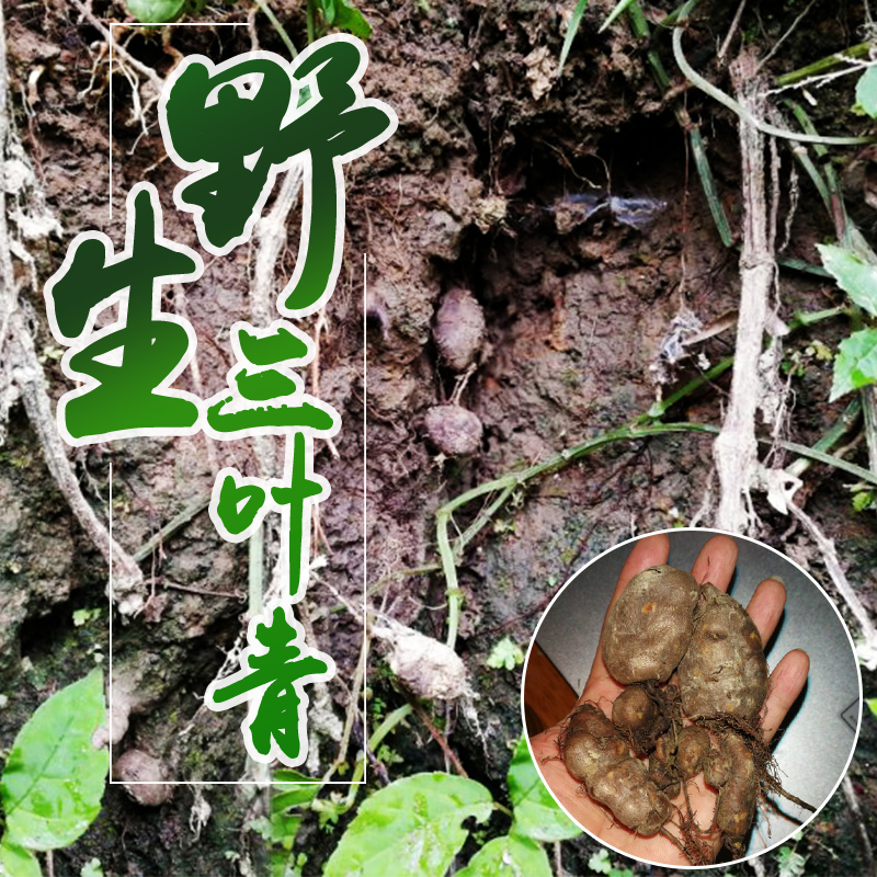 纯野生三叶青金钱吊葫芦中草药材吊金钟退烧清热消炎下火100g包邮在类目 传统滋补营养品, 药食同源食品, 其他药食同源食品中 - 来自Buy2taobao.com提供专业的淘宝代购服务