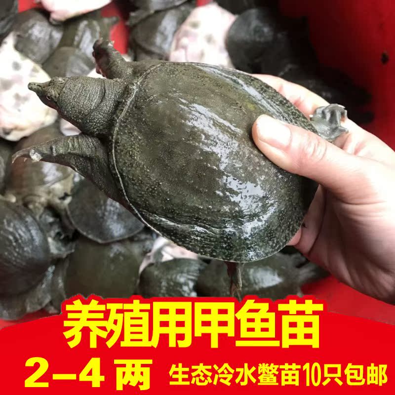 3两小甲鱼苗老鳖王八中华鳖团鱼水鱼苗龟清水鳖童子鳖活体幼鳖脚在类目 宠物/宠物食品及用品, 水族世界, 龟/鳖中 - 来自Buy2taobao.com提供专业的淘宝代购服务