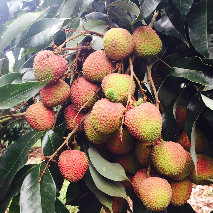 海南新鲜妃子笑荔枝【净重4.5斤】顺丰空运包邮|msdalam kategori daging perikanan/Buah-buahan segar dan sayur-sayuran/dimasak, buah-buahan segar, Litchi - dari Buy2taobao.com untuk memberikan perkhidmatan ejen Taobao profesional membeli