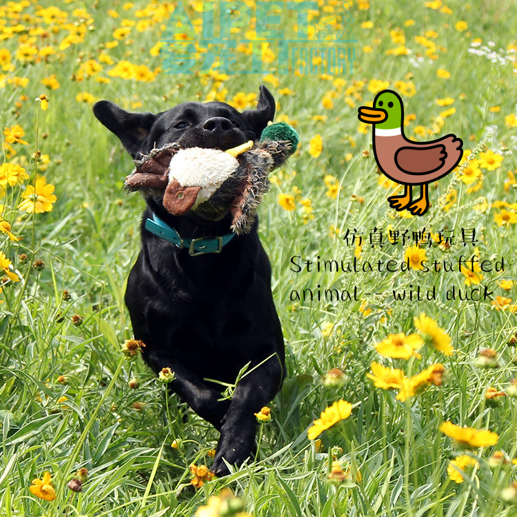 simulation Wild duck Dogs Toys Molar Vocalization Pets Supplies Golden Retriever Teddy train Toysin the Pet/Pet food and supplies , Cat/Dog Toys , Sound toys category - from Buy2taobao.com to provide professional Taobao agent buy service