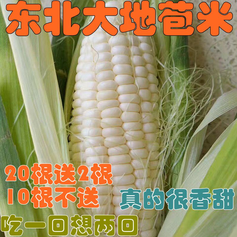 玉米苞米东北大苞米5个40元新鲜包邮|ruв категории водной мясо/свежие фрукты и овощи/еда, свежие овощи/овощной продукции, свежие овощи, другие - от Buy2taobao.com для оказания профессиональной услуги покупки агента Taobao