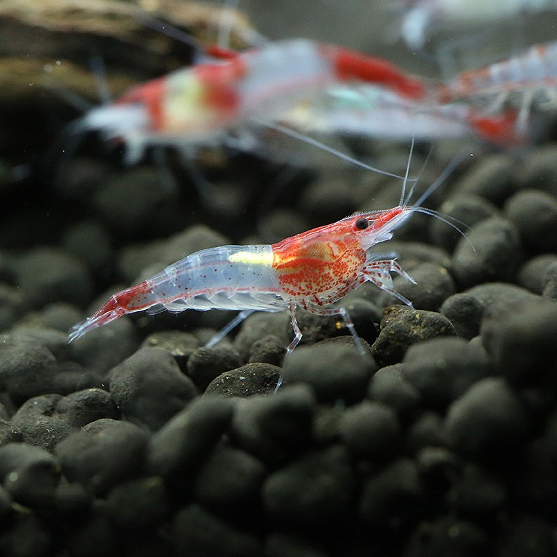 fish tank Algae Package Aquarium Cleaning Tools Algae combination Fire Zebra snailsin the Pet/Pet food and supplies , Aqua World , Shrimp category - from Buy2taobao.com to provide professional Taobao agent buy service