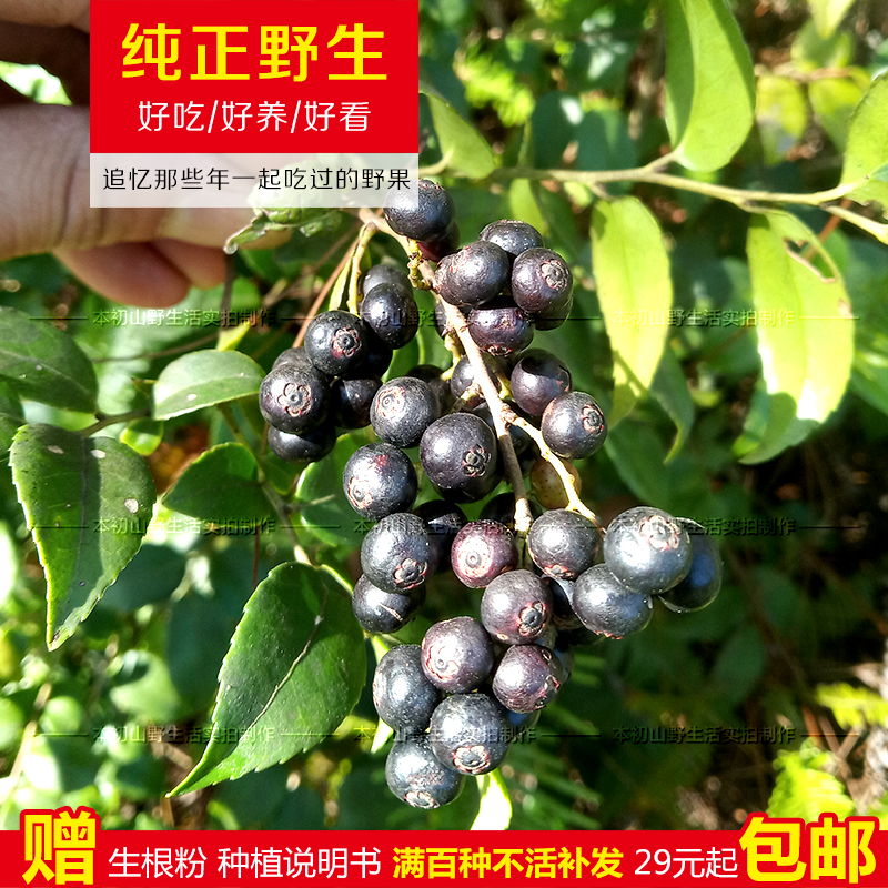 野生烏飯子苗藍l南燭米飯樹撚子庭院陽台小綠植盆栽花卉北南方果在類目 鮮花速遞/花卉仿真/綠植園藝, 花園植物/行道樹/果樹, 觀葉 /花灌木中 - 來自Buy2taobao.com提供專業的淘寶代購服務