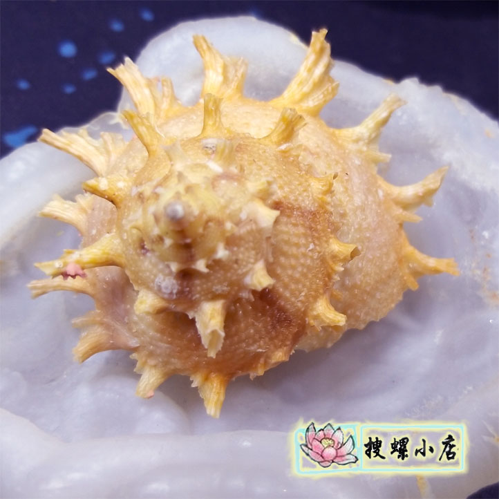 5.9 centimeter Raytheon Take coverin the Home accessories , Creative Jewelry , Conch/Shell/Coral category - from Buy2taobao.com to provide professional Taobao agent buy service