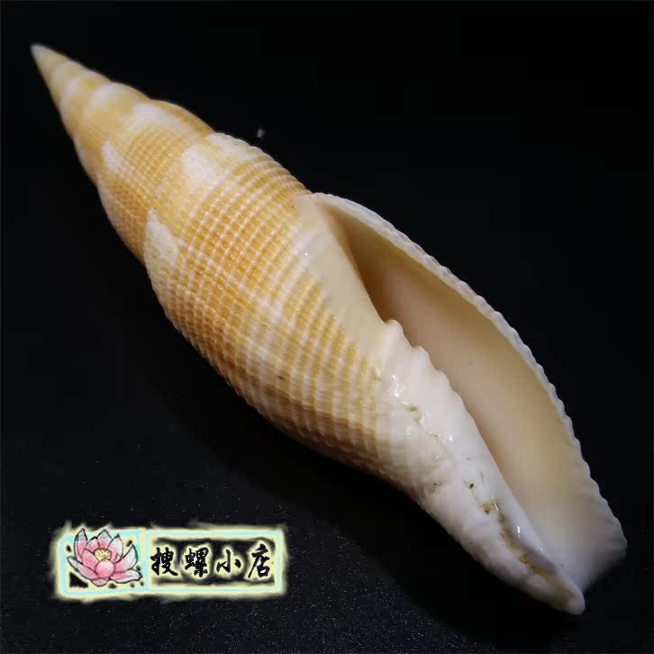 8.05 centimeter Yellowish mitre shellin the Home accessories , Creative Jewelry , Conch/Shell/Coral category - from Buy2taobao.com to provide professional Taobao agent buy service