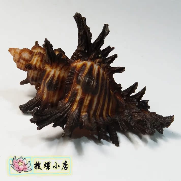 5.25厘米骨螺/F+++|msdalam kategori Aksesori rumah, barang kemas kreatif, Conch/Shell/Coral - dari Buy2taobao.com untuk memberikan perkhidmatan ejen Taobao profesional membeli