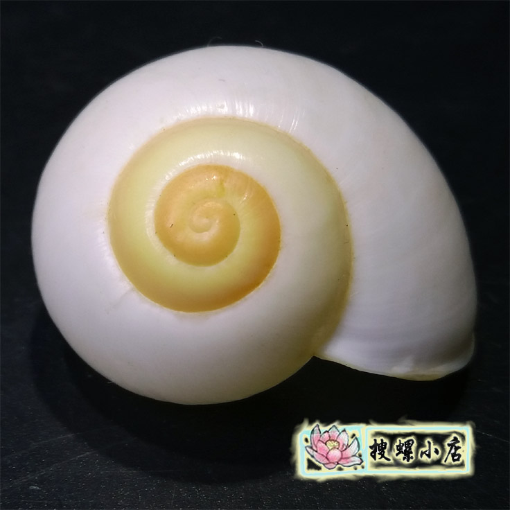 彩色蜗牛壳/3.2厘米印尼金顶蜗牛|msdalam kategori Aksesori rumah, barang kemas kreatif, Conch/Shell/Coral - dari Buy2taobao.com untuk memberikan perkhidmatan ejen Taobao profesional membeli
