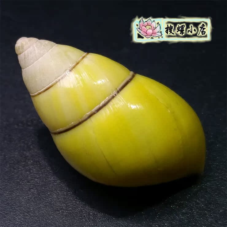 彩色蜗牛壳/2.7厘米海南树蜗牛在类目 家居饰品, 创意饰品, 海螺/贝壳/珊瑚中 - 来自Buy2taobao.com提供专业的淘宝代购服务