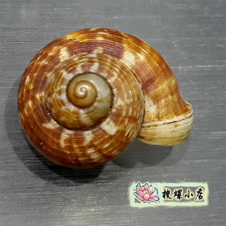 彩色蜗牛壳/1.8厘米左右印尼舌形环口螺蜗牛/满150元全国包邮在类目 家居饰品, 创意饰品, 海螺/贝壳/珊瑚中 - 来自Buy2taobao.com提供专业的淘宝代购服务