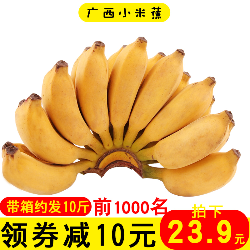 鲜果村广西小米蕉带箱10斤新鲜水果当季香蕉酸甜包邮非粉蕉芭蕉|msdalam kategori daging perikanan/Buah-buahan segar dan sayur-sayuran/dimasak, buah-buahan segar, pisang - dari Buy2taobao.com untuk memberikan perkhidmatan ejen Taobao profesional membeli