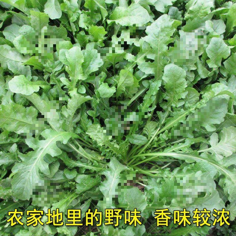荠菜種籽菜苗陽台種菜大全菜籽種蒲公英的種子盆栽四季野菜野生在類目 玩具/童車/益智/積木/模型, 其它玩具中 - 來自Buy2taobao.com提供專業的淘寶代購服務