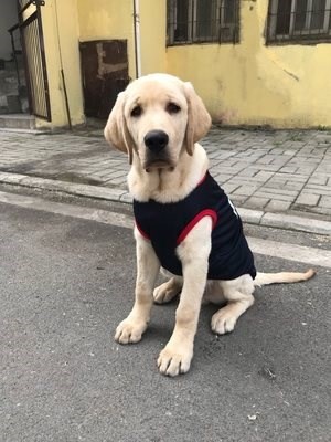 大狗衣服夏季狗狗衣服阿金毛拉布拉多大狗背心貓衣服薄款寵物衣服在類目 女裝/女士精品, T恤中 - 來自Buy2taobao.com提供專業的淘寶代購服務