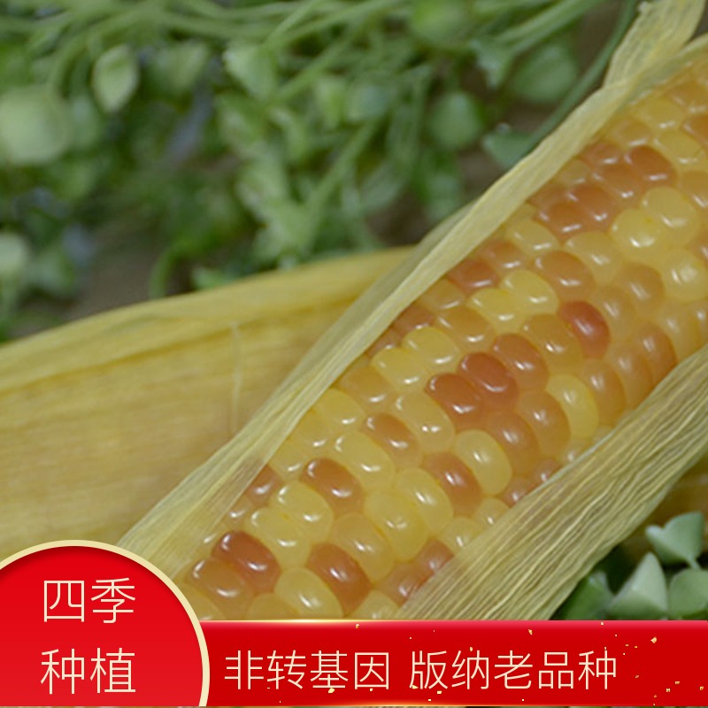 云南西双版纳香糯小玉米新鲜甜黏真空装非转基因即食水果糯米玉米在类目 粮油米面/南北干货/调味品, 米/面粉/杂粮, 玉米中 - 来自Buy2taobao.com提供专业的淘宝代购服务