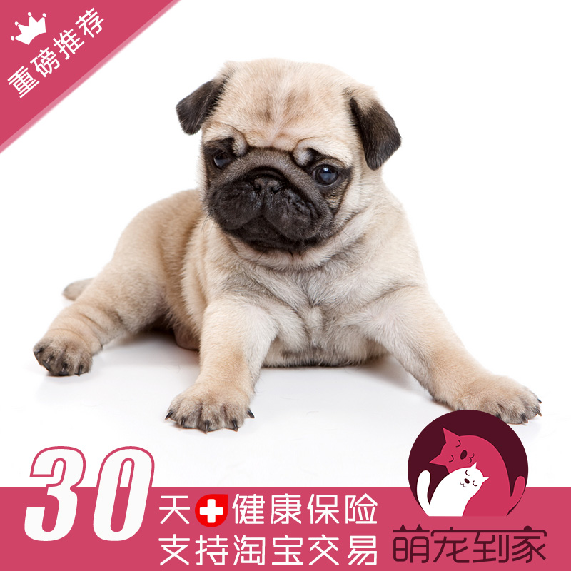 Pug Pet dog Pugs living thing Corgi Pet dog France bucket Pet dog Bulldog living thing Puppies Depositin the Pet/Pet food and supplies , Pet Life Services , Pet Training category - from Buy2taobao.com to provide professional Taobao agent buy service