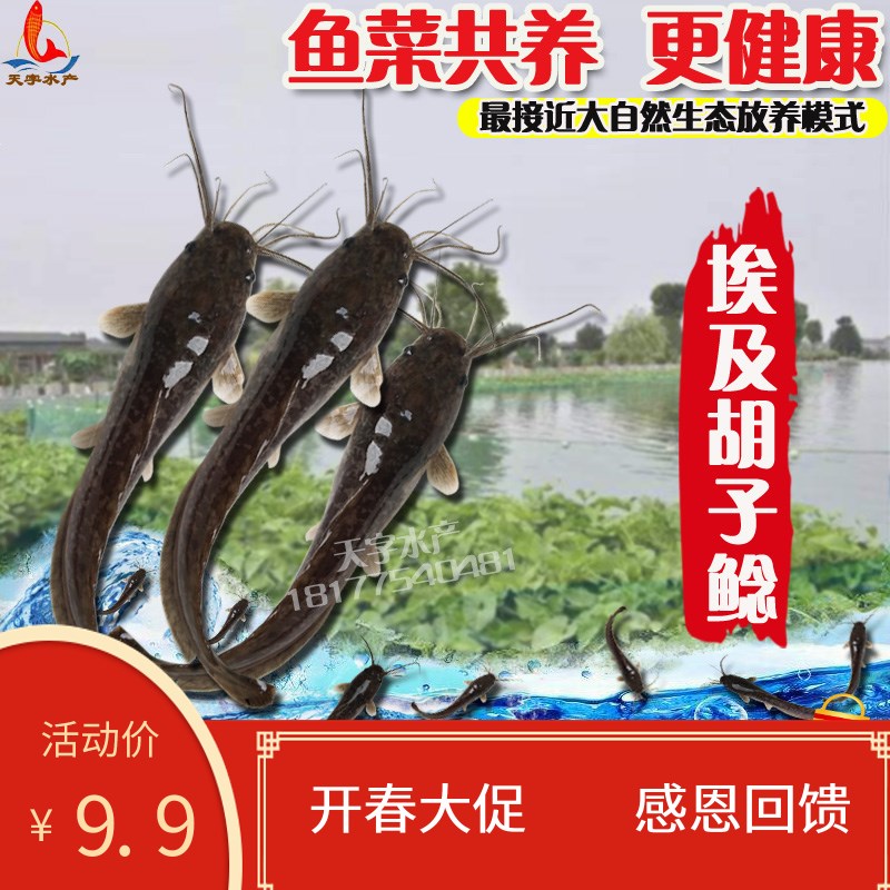 革胡子鲶鱼苗埃及活体胡子鲶鱼苗活体塘鲺塘虱鱼苗埃及埃及放生鱼在类目 宠物/宠物食品及用品, 水族世界, 鱼中 - 来自Buy2taobao.com提供专业的淘宝代购服务
