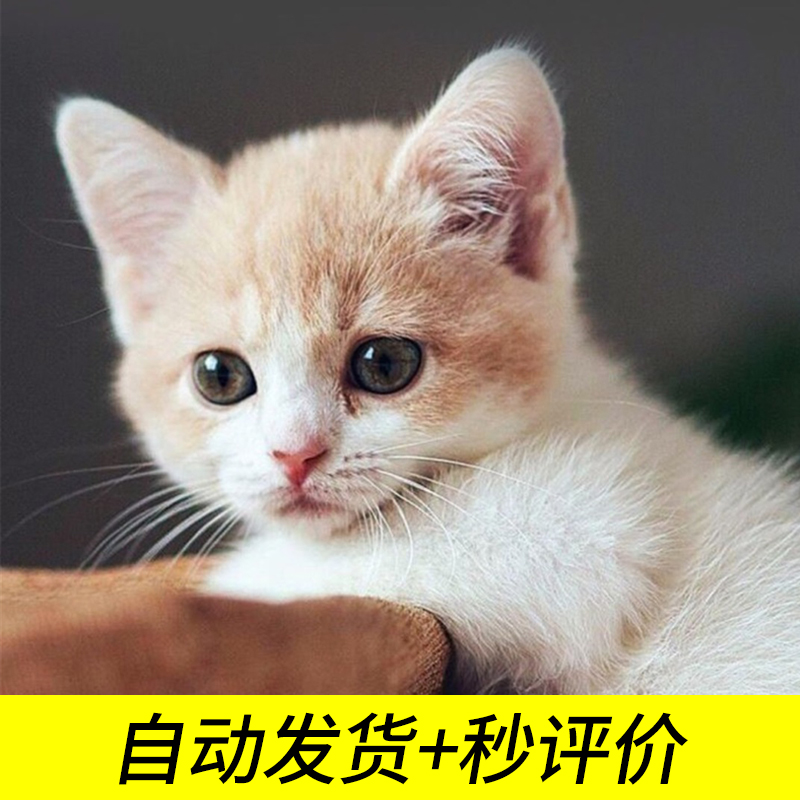 A sub-/Money wallpaper mobile phone computer desktop fictitious Commodity picture Automatic delivery 0.01 Second/Hair second/Commentin the Web store voucher/Coupon , Web store vouchers category - from Buy2taobao.com to provide professional Taobao agent buy service