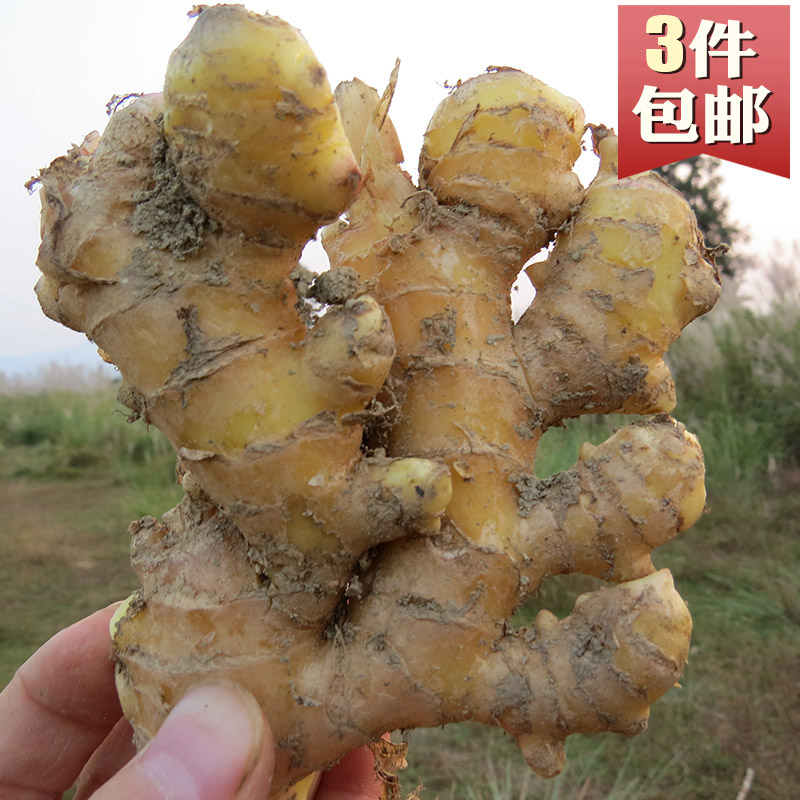 3件包邮|窖藏老姜生姜土姜月子姜井冈山农家自种小黄姜新鲜500g|ruв категории водной мясо/свежие фрукты и овощи/еда, свежие фрукты, другие - от Buy2taobao.com для оказания профессиональной услуги покупки агента Taobao