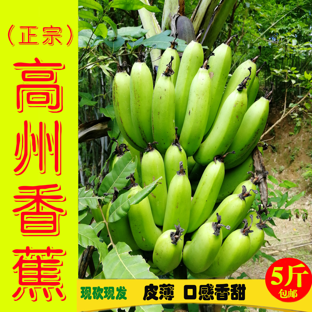 5斤高州香蕉 新鲜水果野生banana非海南泰国进口大蕉芭蕉米蕉在类目 水产肉类/新鲜蔬果/熟食, 新鲜水果, 香蕉中 - 来自Buy2taobao.com提供专业的淘宝代购服务