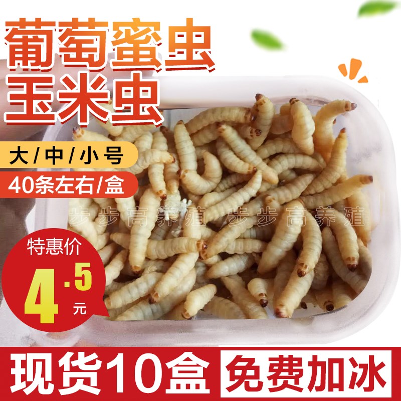 中大小号葡萄密葡萄 葡萄蜜 玉米虫葡萄 钓鱼饵 鸟食 10盒包冰在类目 宠物/宠物食品及用品, 爬虫/鸣虫及其用品, 爬虫/鸣虫食物中 - 来自Buy2taobao.com提供专业的淘宝代购服务