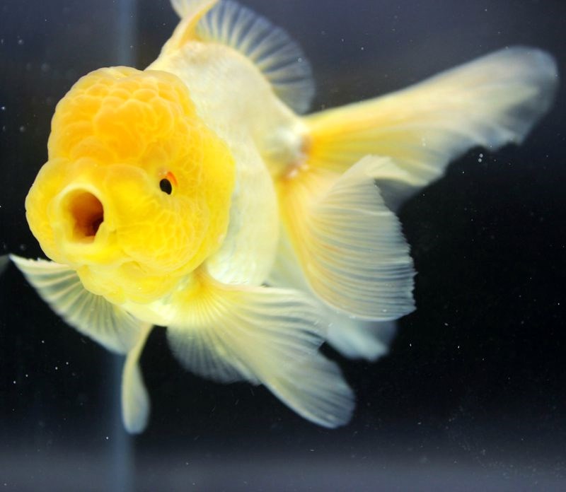 金鱼活体观赏鱼 精品菠萝泰狮 招财鱼淡水国粹水族宠物鱼小型冷水|msdalam kategori haiwan peliharaan/makanan haiwan dan bekalan, Aquarium World, ikan - dari Buy2taobao.com untuk memberikan perkhidmatan ejen Taobao profesional membeli