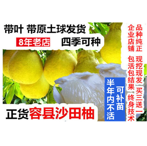 水果苗四季易种沙田柚苗嫁接苗果树苗三红肉蜜柚子苗嫁接苗文旦柚在类目 鲜花速递/花卉仿真/绿植园艺, 花园植物/行道树/果树, 果树中 - 来自Buy2taobao.com提供专业的淘宝代购服务