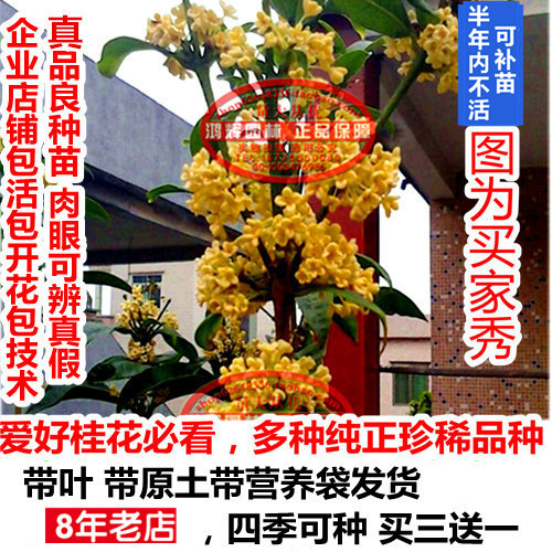 Potted plant sweet-scented osmanthus Sapling sweet-scented osmanthus New varieties Fantasy cabinet minister Osmanthus seedlings Florescence Potpourri Richin the Flower delivery/Flowers simulation/Plants gardening , Flowers/Potted plants (New) , Plants category - from Buy2taobao.com to provide professional Taobao agent buy service