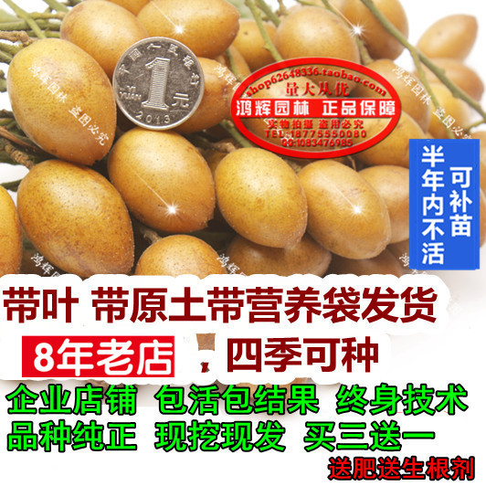 良种苗郁南无核黄皮苗大鸡心黄皮嫁接苗水果苗树苗当年结果四季在类目 鲜花速递/花卉仿真/绿植园艺, 花园植物/行道树/果树, 果树中 - 来自Buy2taobao.com提供专业的淘宝代购服务