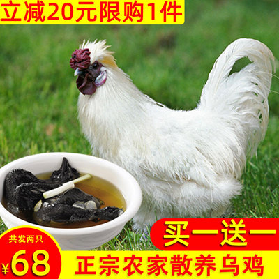 白凤乌鸡新鲜散农家养现杀乌骨鸡肉活体野鸡五黑鸡土鸡老母鸡整鸡