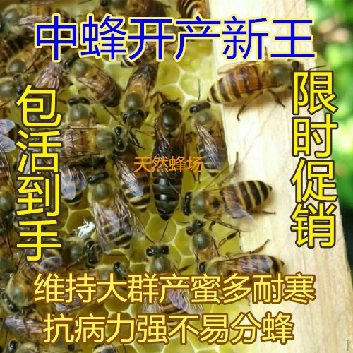 Queen bee of Chinese bee Bumblebee living thing Red ring Spawning Aba Double color Hybridization Tianzhu Virgin Mating Vigorouslyin the Pet/Pet food and supplies , Other pets , Other pets category - from Buy2taobao.com to provide professional Taobao agent buy service