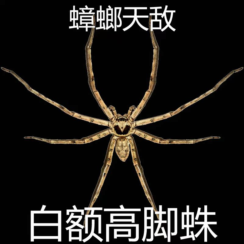 白額高腳蛛 殺蟑螂天敵滅小強吃蚊蟲 寵物 蜘蛛活體 2-15cm 包活在類目 寵物/寵物食品及用品, 爬蟲/鳴蟲及其用品, 蜘蛛中 - 來自Buy2taobao.com提供專業的淘寶代購服務