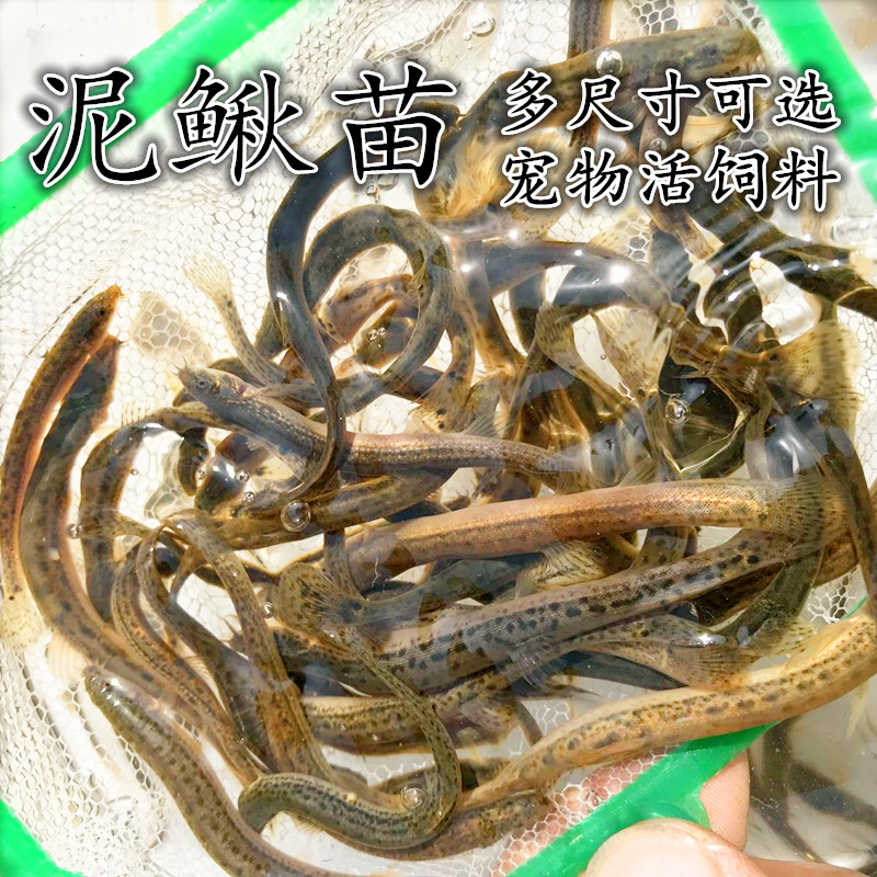 泥鳅 泥鳅活体 乌龟饲料 龙鱼饲料 鱼饵 放生鱼 小泥鳅鱼 泥鳅鱼在类目 宠物/宠物食品及用品, 水族世界, 鱼中 - 来自Buy2taobao.com提供专业的淘宝代购服务