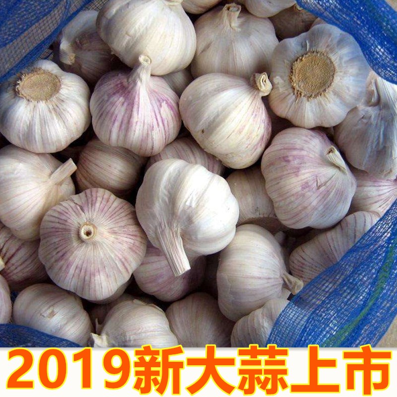 干蒜大蒜头新鲜山东金乡新蒜5斤低价包邮农家自种紫白皮大蒜在类目 水产肉类/新鲜蔬果/熟食, 新鲜蔬菜/蔬菜制品, 新鲜蔬菜, 其它中 - 来自Buy2taobao.com提供专业的淘宝代购服务